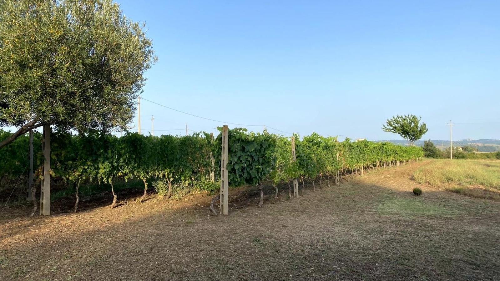 Agriturismo Uliveto Gretacci Montemerano Ngoại thất bức ảnh