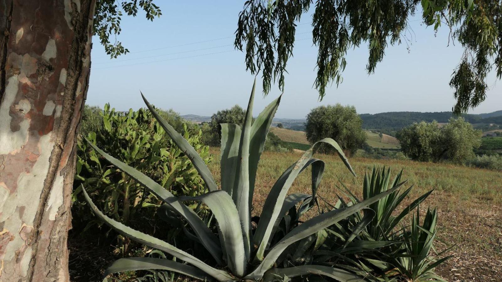 Agriturismo Uliveto Gretacci Montemerano Ngoại thất bức ảnh