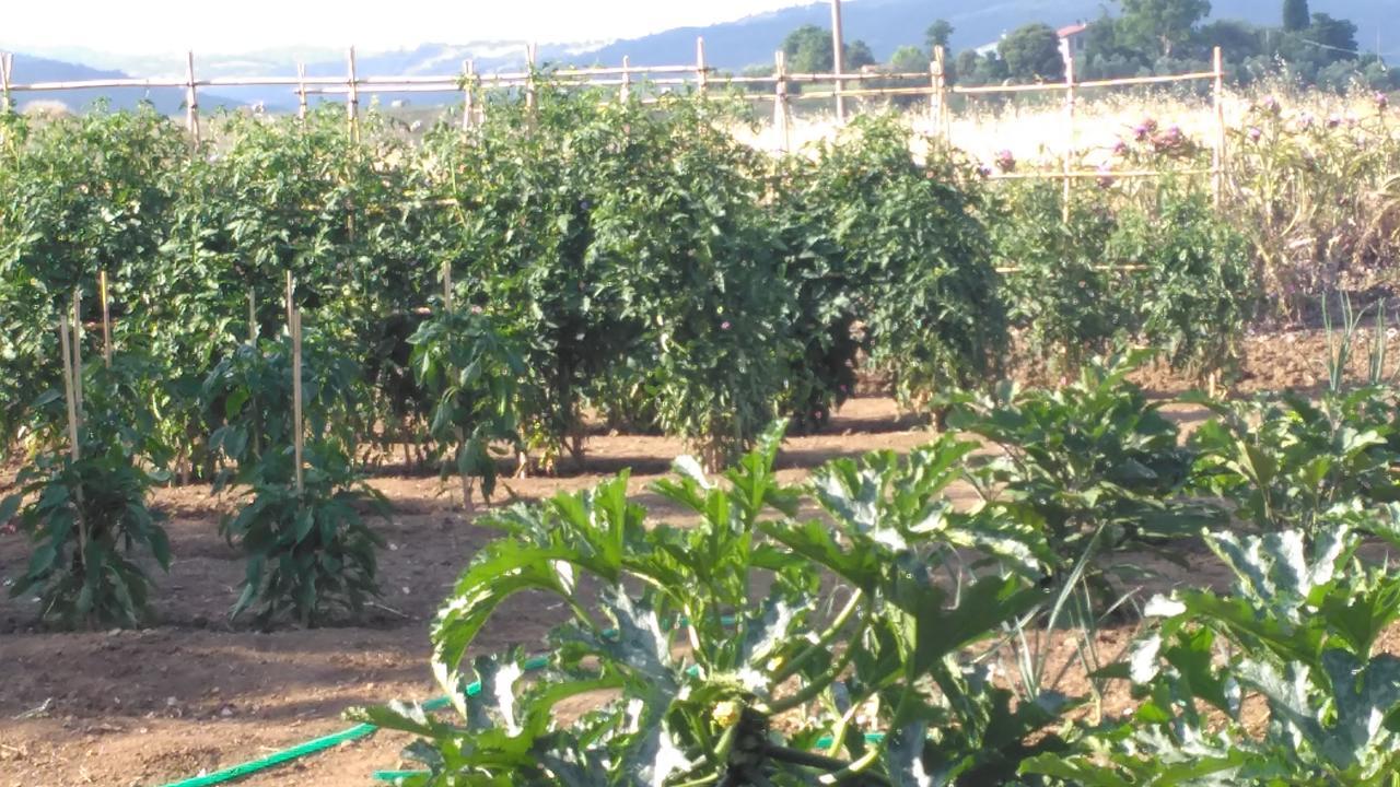 Agriturismo Uliveto Gretacci Montemerano Ngoại thất bức ảnh