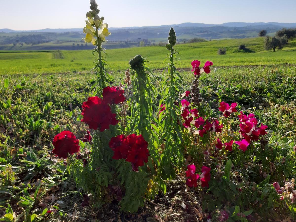 Agriturismo Uliveto Gretacci Montemerano Ngoại thất bức ảnh